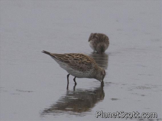 White-rumped Sandpiper (Calidris fuscicollis)