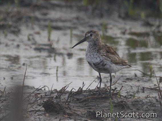 Dunlin (Calidris alpina)