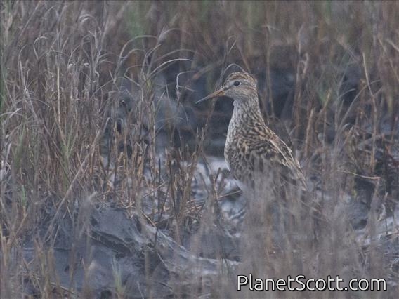 Pectoral Sandpiper (Calidris melanotos)