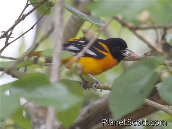 Baltimore Oriole (Icterus galbula)
