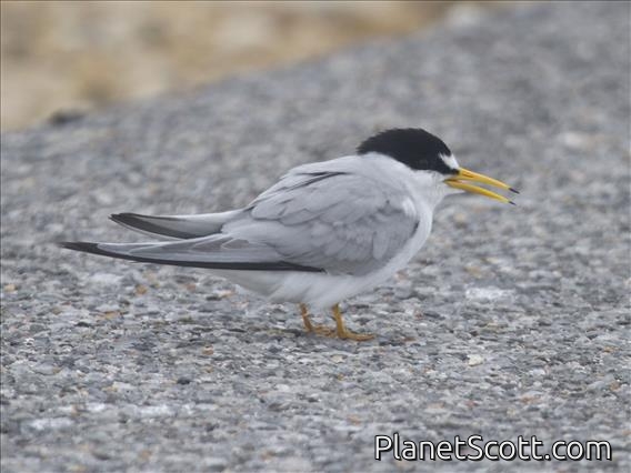 Least Tern (Sternula antillarum)