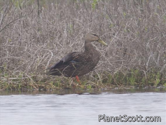 Mottled Duck (Anas fulvigula)