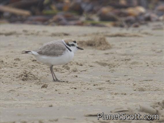 Snowy Plover (Charadrius nivosus)