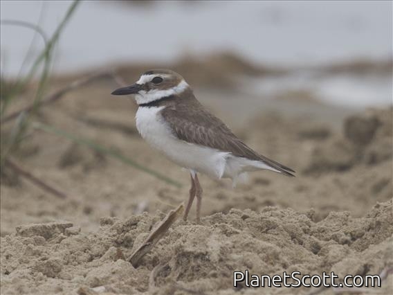 Wilson's Plover (Charadrius wilsonia)