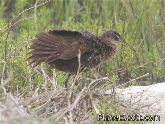 Clapper Rail (Rallus crepitans)