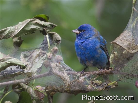 Indigo Bunting (Passerina cyanea)