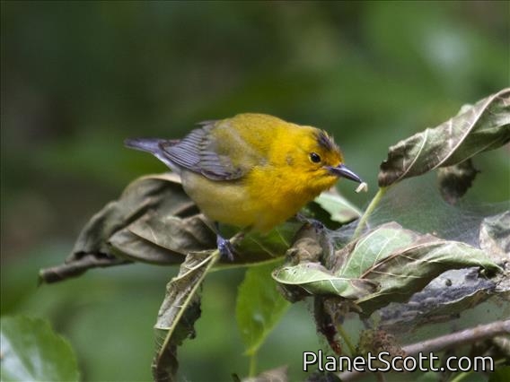 Prothonotary Warbler (Protonotaria citrea)