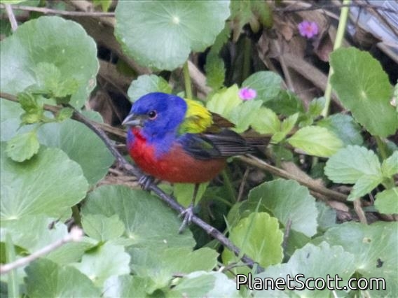 Painted Bunting (Passerina ciris)