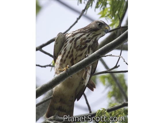 Broad-winged Hawk (Buteo platypterus)
