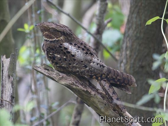 Chuck-will's-widow (Antrostomus carolinensis)