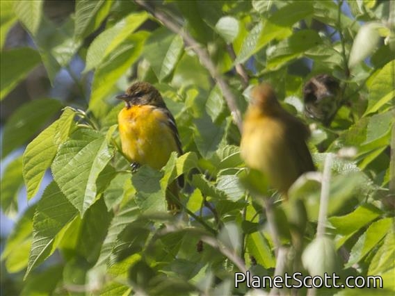 Baltimore Oriole (Icterus galbula)