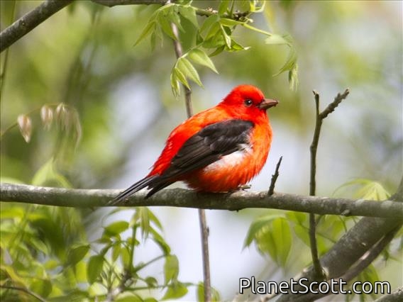Scarlet Tanager (Piranga olivacea)