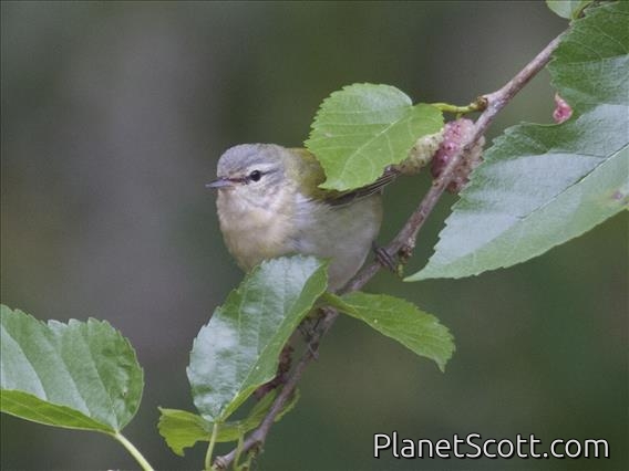 Tennessee Warbler (Oreothlypis peregrina)