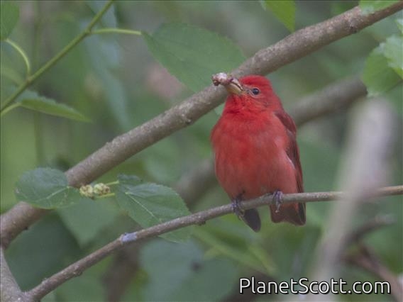 Summer Tanager (Piranga rubra)