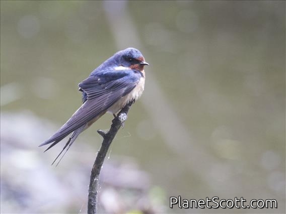 Barn Swallow (Hirundo rustica)