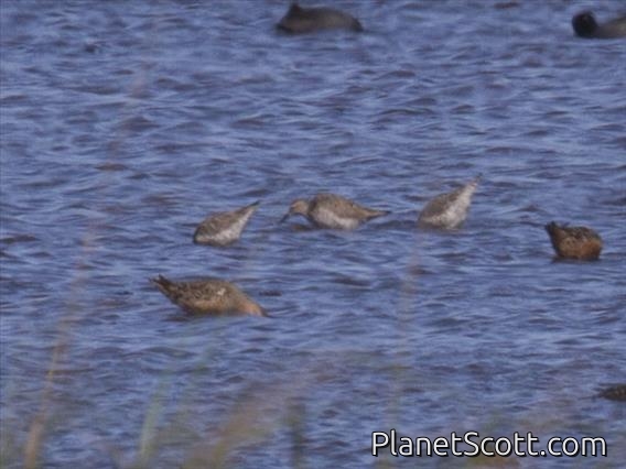 Stilt Sandpiper (Micropalama himantopus)