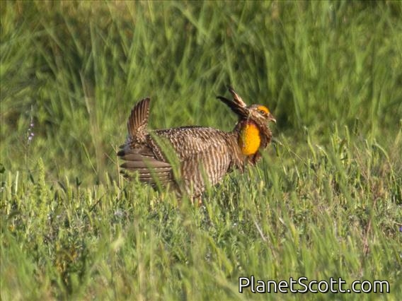 Greater Prairie-chicken (Tympanuchus cupido)