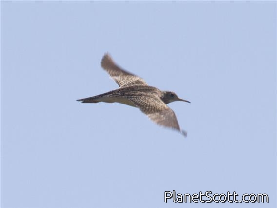 Upland Sandpiper (Bartramia longicauda)