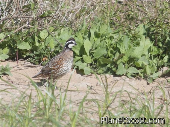 Northern Bobwhite (Colinus virginianus) - Male