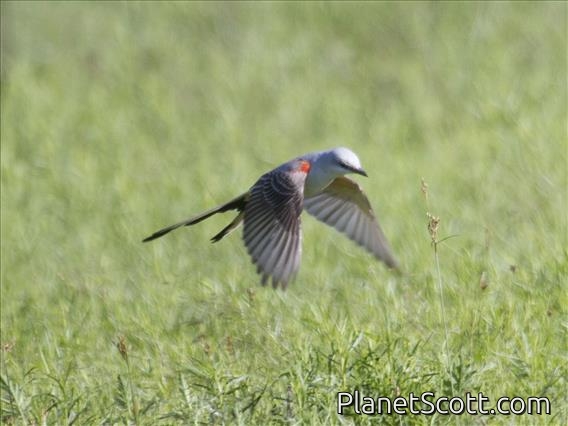 Scissor-tailed Flycatcher (Tyrannus forficatus)