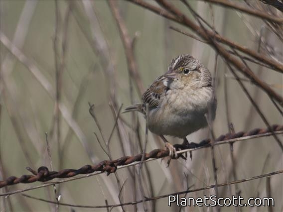 Grasshopper Sparrow (Ammodramus savannarum)