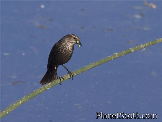 Red-winged Blackbird (Agelaius phoeniceus) - Female