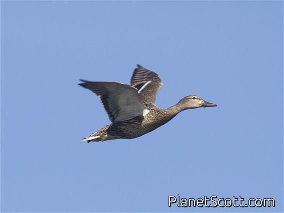 Mallard (Anas platyrhynchos)