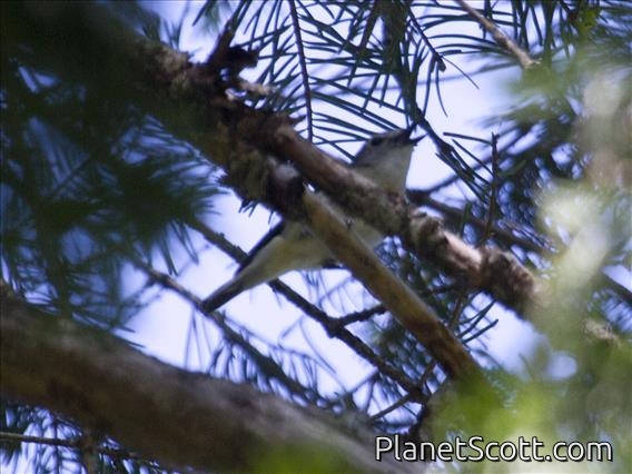 Cassin's Vireo (Vireo cassinii)