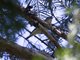 Cassin's Vireo (Vireo cassinii)
