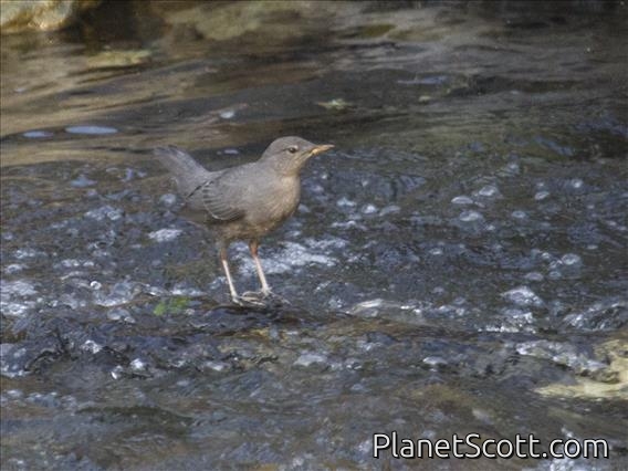 American Dipper (Cinclus mexicanus)