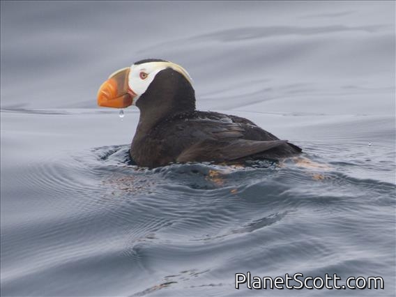 Tufted Puffin (Fratercula cirrhata)