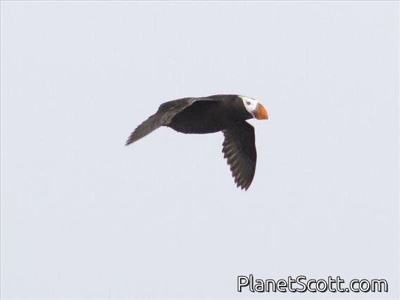 Tufted Puffin (Fratercula cirrhata) In Flight