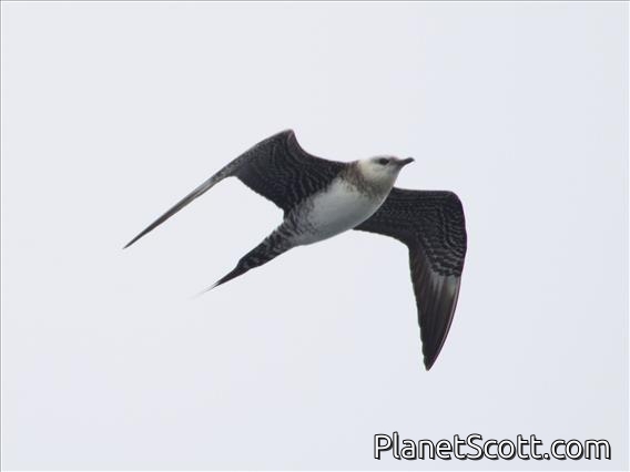 Long-tailed Jaeger (Stercorarius longicaudus)