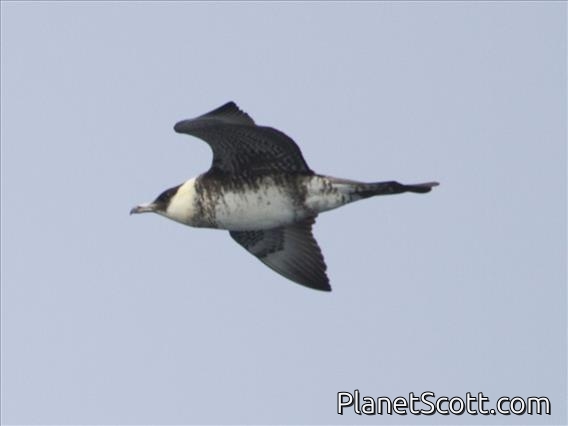 Pomarine Jaeger (Stercorarius pomarinus)