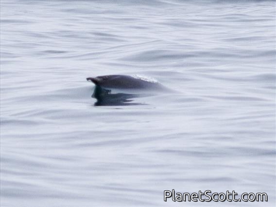 Northern Right Whale Dolphin (Lissodelphis borealis)