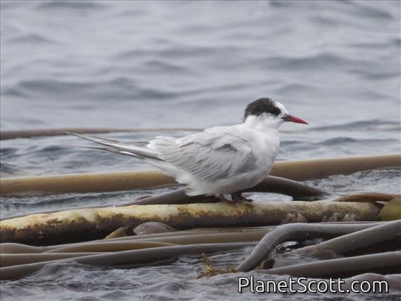 Arctic Tern (Sterna paradisaea)