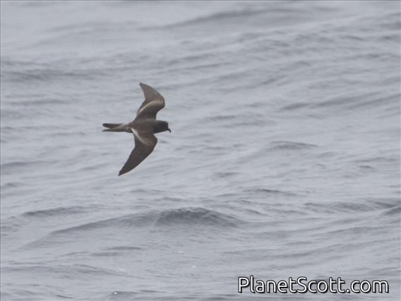Ashy Storm-Petrel (Oceanodroma homochroa)