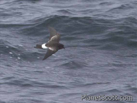 Wilson's Storm-Petrel (Oceanites oceanicus)