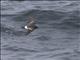 Wilsons Storm-Petrel (Oceanites oceanicus)