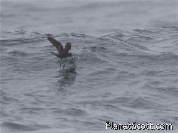 Ashy Storm-Petrel (Oceanodroma homochroa)