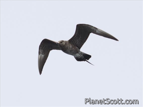 Long-tailed Jaeger (Stercorarius longicaudus) - Dark Morph