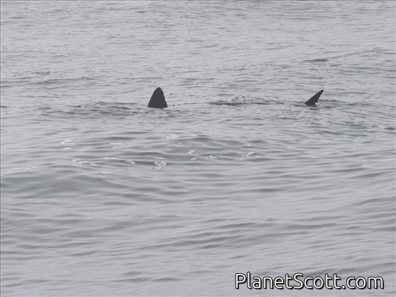 Salmon Shark (Lamna ditropis)