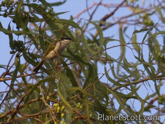 White-throated Honeyeater (Melithreptus albogularis)