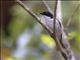 White-naped Honeyeater (Melithreptus lunatus)