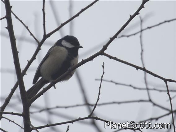 Asian Tit (Parus cinereous)