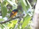 Orange Minivet (Pericrocotus flammeus)