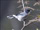 Black-headed Sibia (Heterophasia desgodinsi)