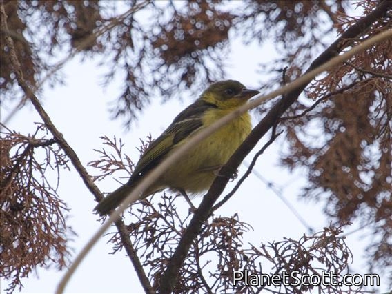Baglafecht Weaver (Ploceus baglafecht) - Juvenile Reichnow's
