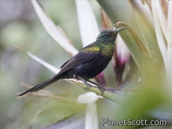 Bronze Sunbird (Nectarinia kilimensis) - Male