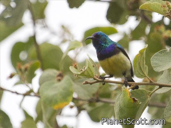 Variable Sunbird (Cinnyris venustus) - Male